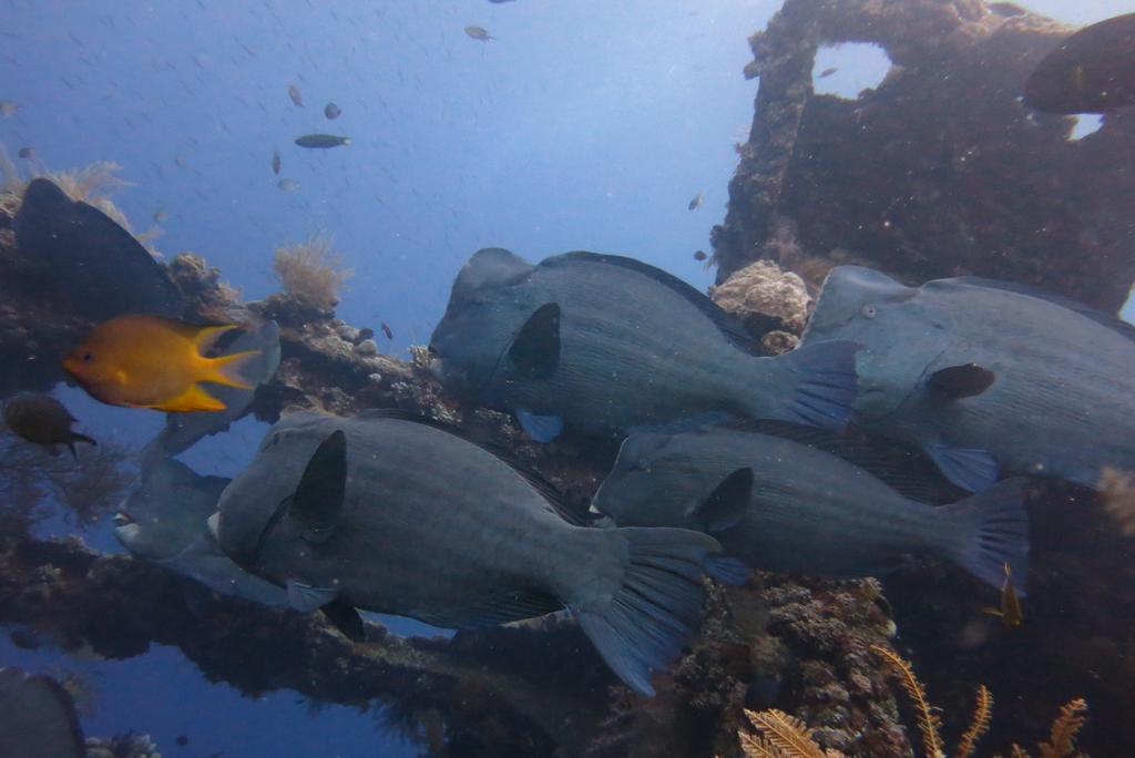 Seahua Ha Ha Tulamben Dive Resort Екстер'єр фото