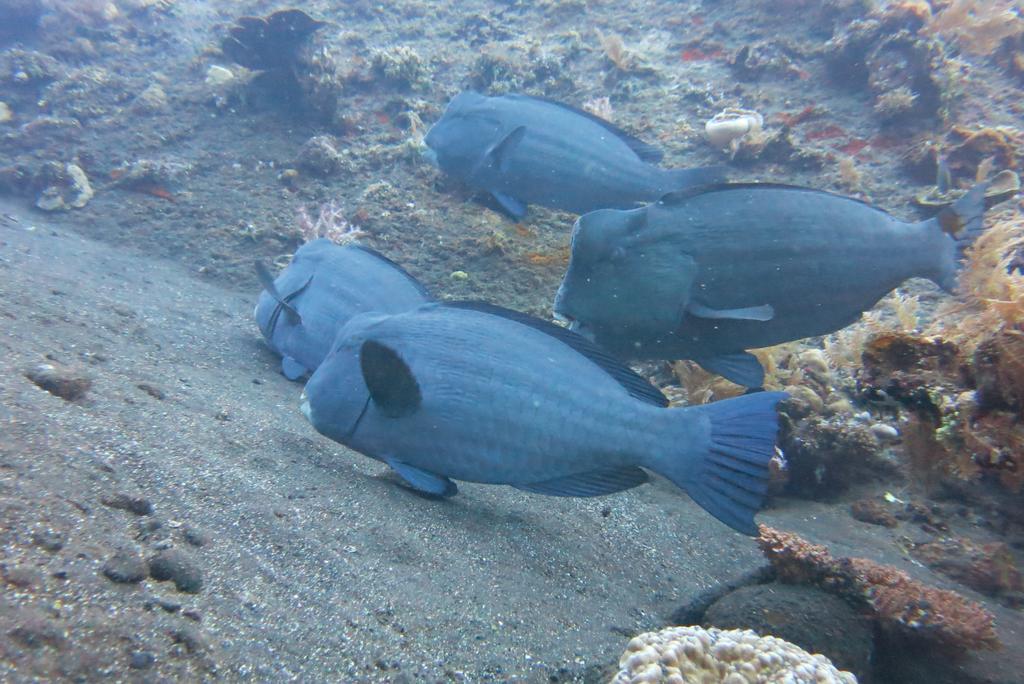Seahua Ha Ha Tulamben Dive Resort Екстер'єр фото
