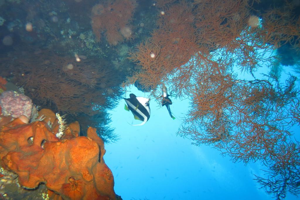 Seahua Ha Ha Tulamben Dive Resort Екстер'єр фото
